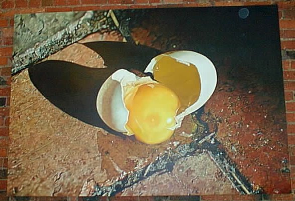 Phil Judd : The Egg